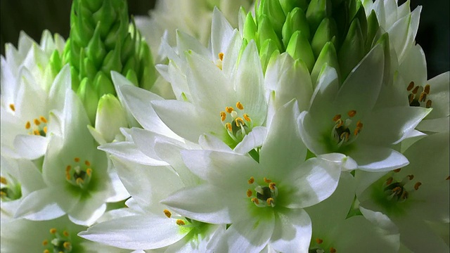 白色穗状花盛开，加利福尼亚。视频下载