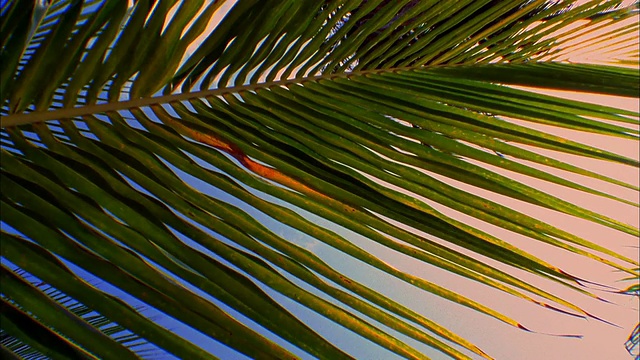 阳光透过棕榈树叶在微风中轻轻移动，伯利兹。视频下载