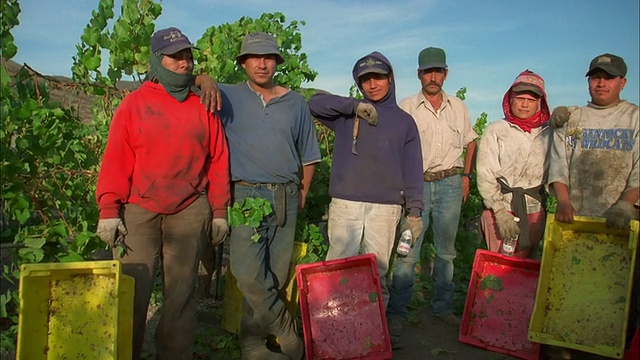 从左到右，加利福尼亚葡萄园的水果采摘者拿着塑料托盘，看着摄像机。视频素材