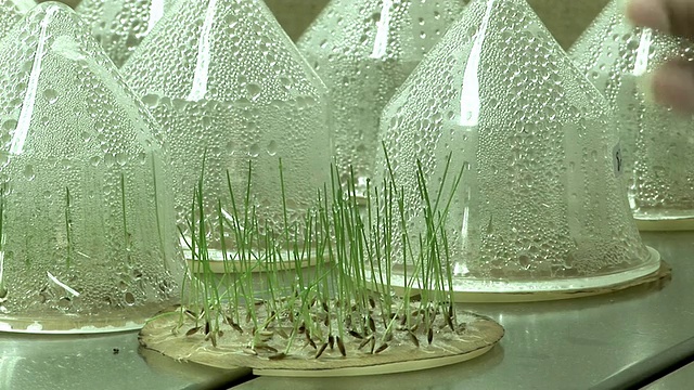 一名科学家在实验室展示在棉垫上发芽的紫花苜蓿幼苗。视频下载