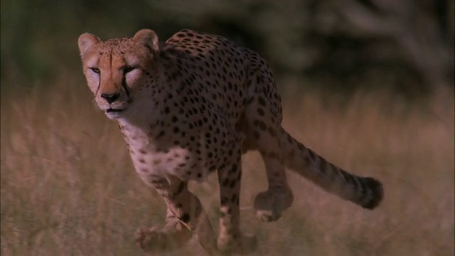 猎豹在长草中奔跑，南非。视频素材