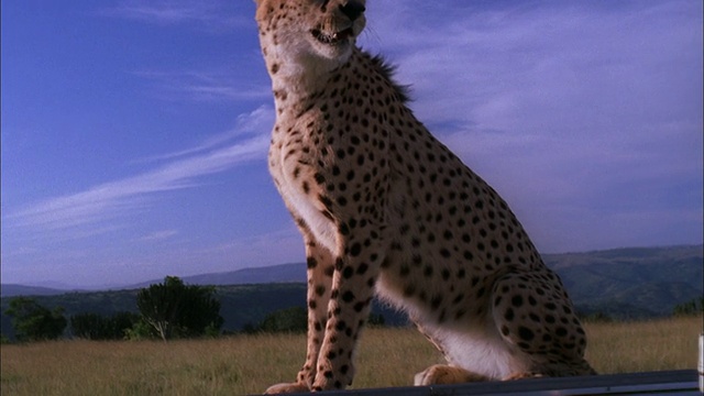 猎豹坐在汽车引擎盖上四处张望，南非。视频素材