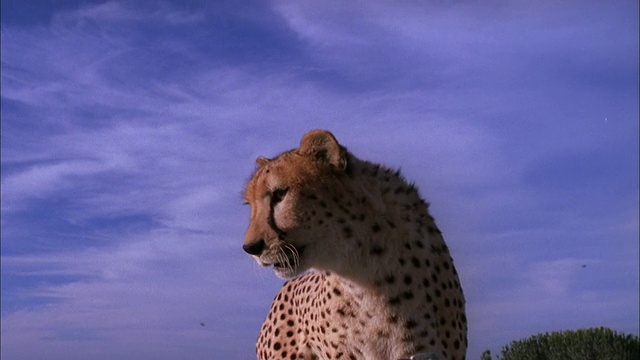 猎豹跳到吉普车的引擎盖上，眺望远方，南非。视频素材