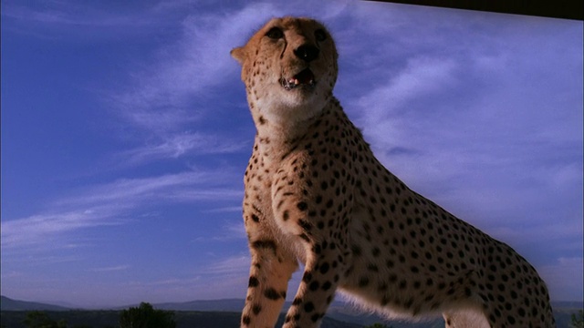 猎豹四脚站在吉普车引擎盖上，南非可在高清。视频素材