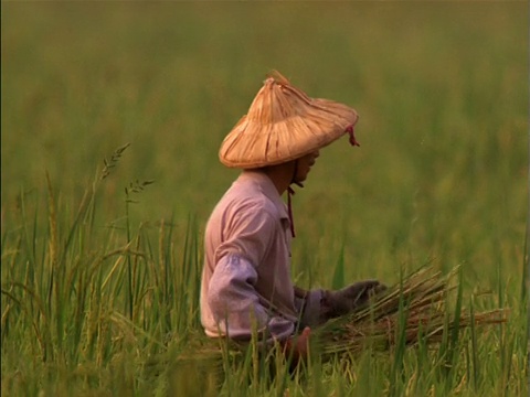 中国，一名亚洲男子在田里捆扎水稻视频下载