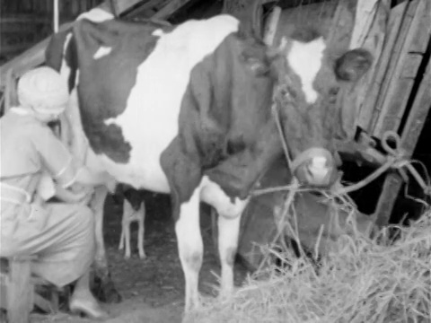 20世纪初，奶牛在牲口棚里咀嚼干草，妇女在挤牛奶视频下载