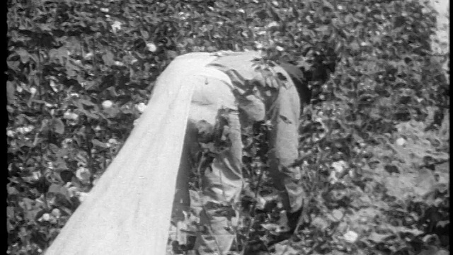 1920年的黑衣人拿着大袋子在田里摘棉花/美国南部/纪录片视频下载