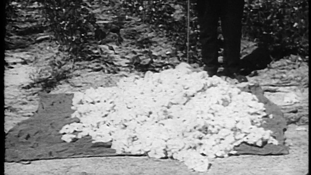 1920英尺高的佃农妇女在户外把棉袋倒在毯子上。视频下载