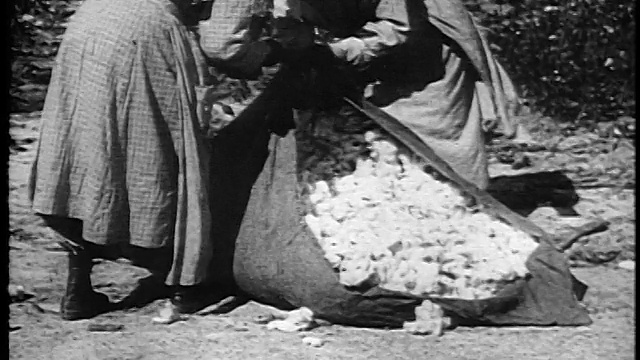 1920年的两名佃农妇女在户外捡着满是新摘棉花的毯子视频下载