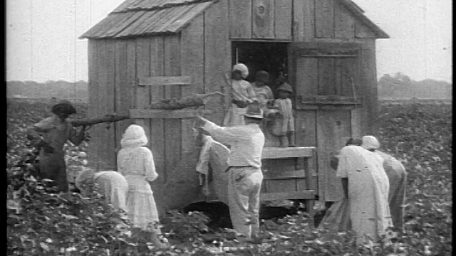 1920年黑色佃农打包棉花放到田间的棚子/美国南部/ doc。视频下载