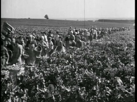 1933年，一群妇女走在葡萄园里采摘葡萄/香槟，法国/新闻短片视频下载