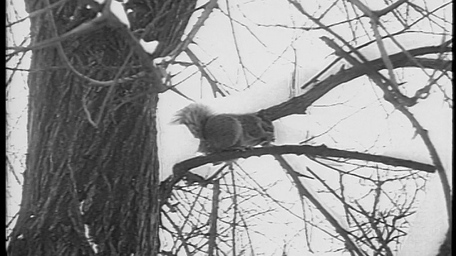 1948年低角度松鼠在雪树的树枝上吃东西/纽约/新闻短片视频素材