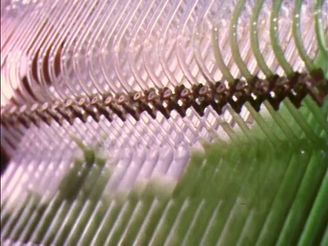 1957年，实验室里有长长的玻璃管，绿色液体前后摇晃视频下载