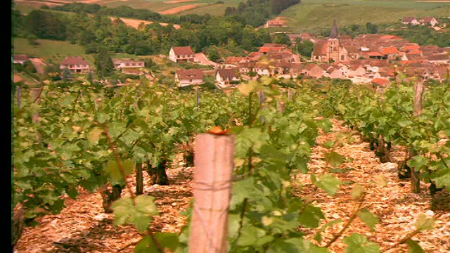 过去葡萄园的葡萄藤/村庄的背景/ Beines，法国视频素材