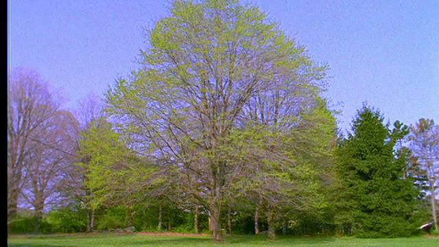 枫树在早春长出绿叶视频素材