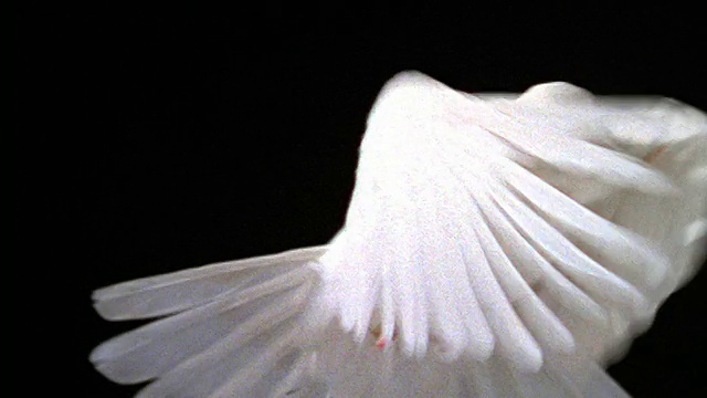慢镜头特写白鸽盘旋与黑色的背景视频素材