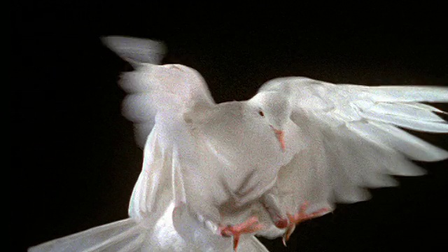 慢镜头特写白鸽盘旋与黑色的背景视频素材