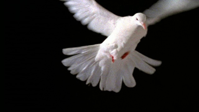 慢镜头白色鸽子盘旋与黑色背景视频素材