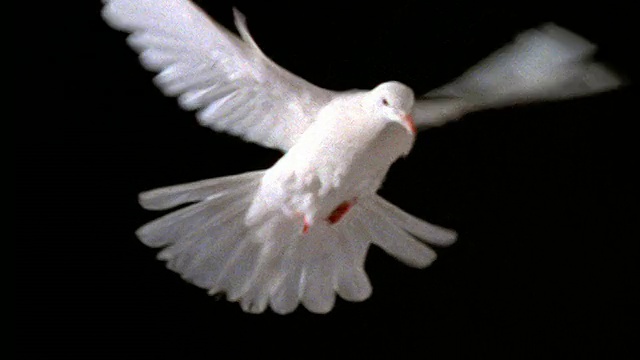 慢镜头白色鸽子盘旋与黑色背景视频素材