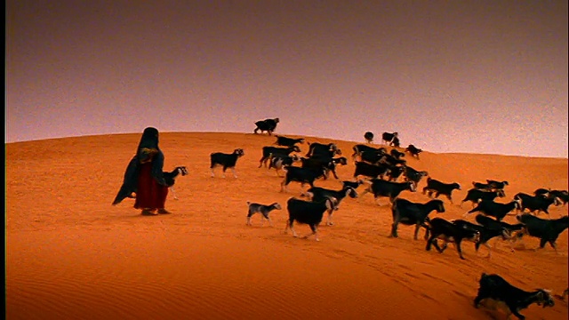 PAN和羊群在沙漠中行走/摩洛哥视频素材