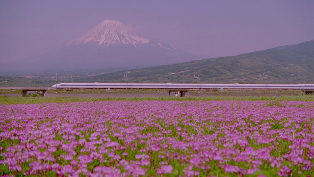 高速列车经过鲜花田/富士山背景/日本的宽镜头视频购买