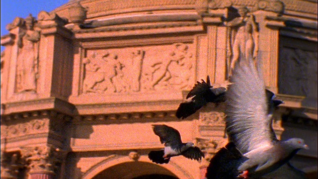 慢镜头鸽子飞过旧金山的美术宫视频下载