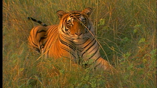 老虎躺在草地上，看着镜头视频素材