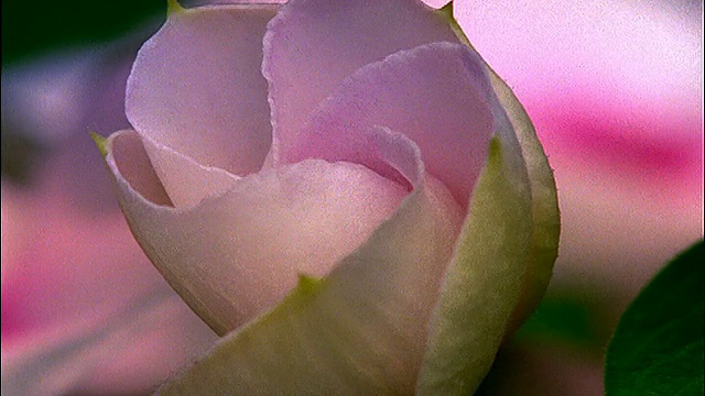粉红色的时光流逝花朵盛开的特写视频素材