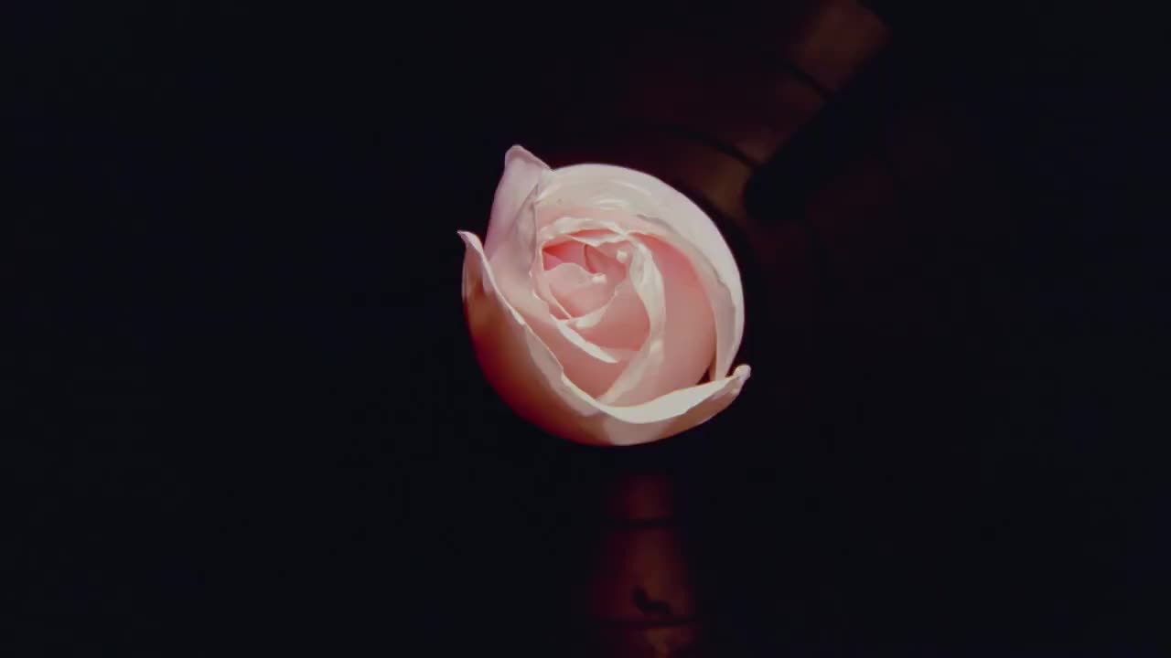 近距离的粉红色时光流逝玫瑰盛开然后枯萎视频素材