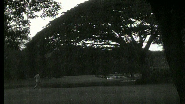 B/W广角镜头男子走向榕树/夏威夷/ 1919 /没有声音视频下载