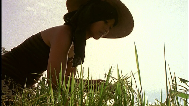 低角度的亚洲妇女在稻田里摘庄稼/中爪哇/印度尼西亚视频素材