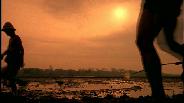 稻田里一群鸭子后面跟着走着的人/背景中的太阳/印度尼西亚/橙色滤镜视频素材