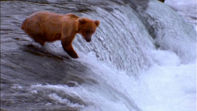 阿拉斯加瀑布中，一只棕熊试图捕捉跳跃的鲑鱼视频素材