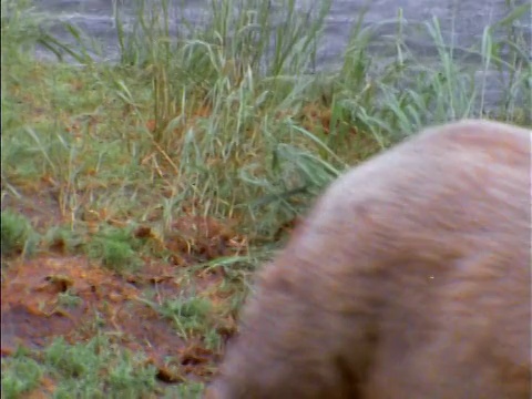 棕熊用嘴叼鱼的特写/阿拉斯加视频素材