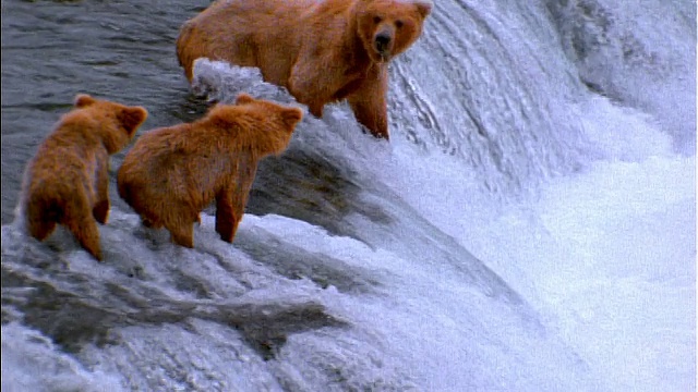 慢镜头棕熊+ 2幼崽在瀑布/阿拉斯加钓鱼视频素材