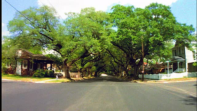 汽车视角郊区街道两旁的橡树/休斯顿，德克萨斯州视频下载