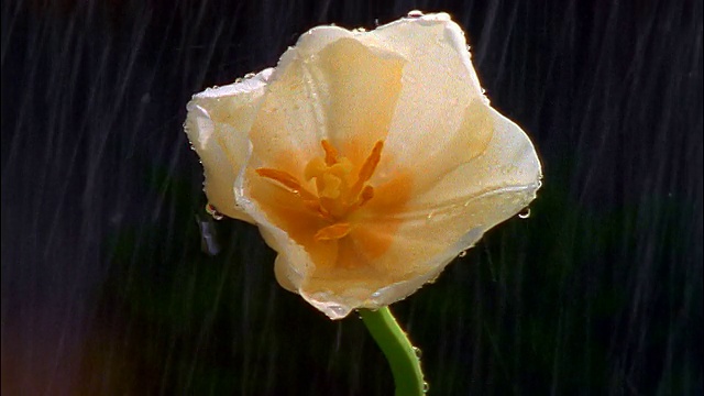 在雨中，白色的花在黑色的背景前靠近视频素材