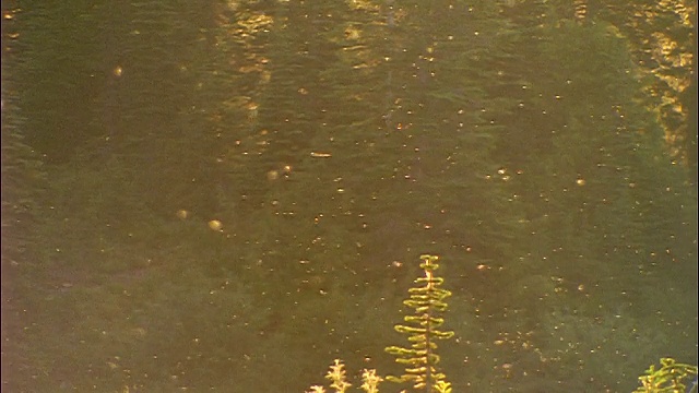 一群虫子在松树林前飞行/雷尼尔山国家公园，华盛顿视频素材
