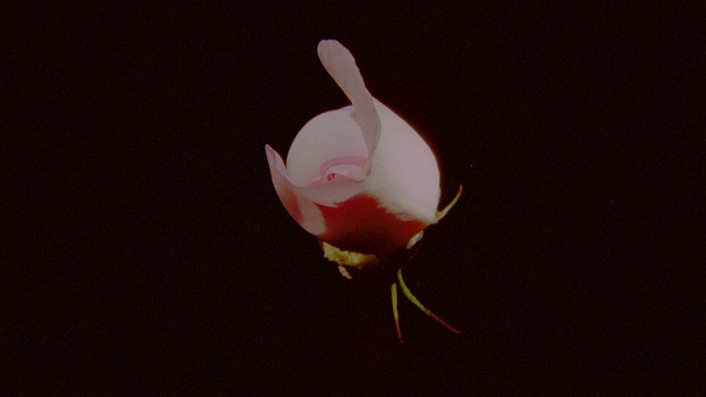时间流逝关闭粉红玫瑰开放+枯萎视频素材