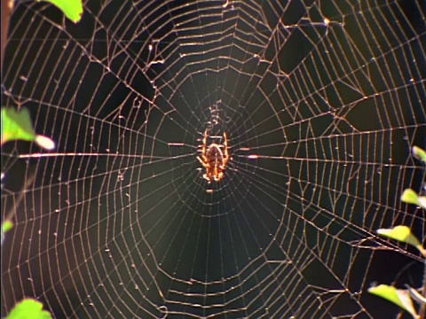 靠近蜘蛛网中心的蜘蛛视频素材