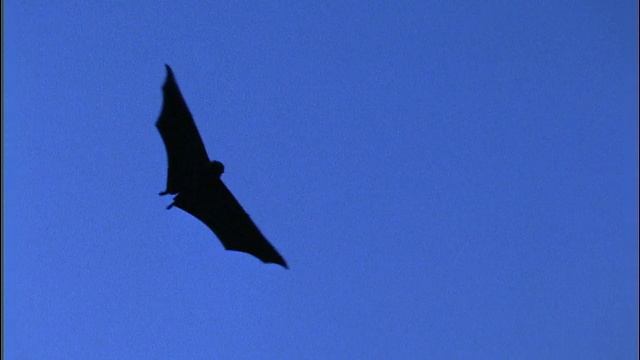慢动作低角度蝙蝠飞行头顶/蓝天背景视频下载