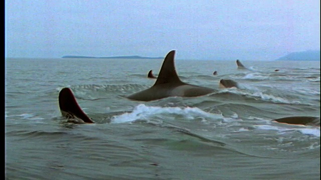 慢动作跟踪拍摄了一群虎鲸在海洋中游泳视频素材