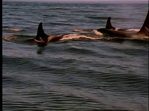 跟踪拍摄的一群虎鲸在游泳视频素材