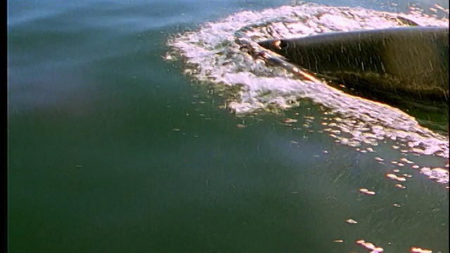 高角度虎鲸从水里冒出来，喷水+潜入水中视频素材