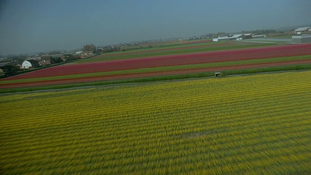 从空中俯瞰农场+多色花田/荷兰西部莱顿视频素材