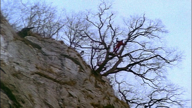 低角度倾斜下的人基地从树上跳下悬崖/降落伞打开/欧洲视频素材