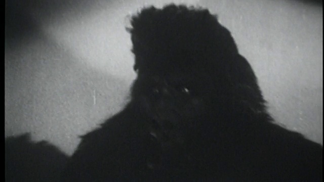 1948年近距离大猩猩(服装)环顾四周视频素材