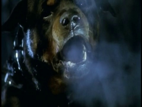 慢镜头特写罗威纳犬在晚上对着摄像机吠叫/蒸汽从嘴里出来视频下载