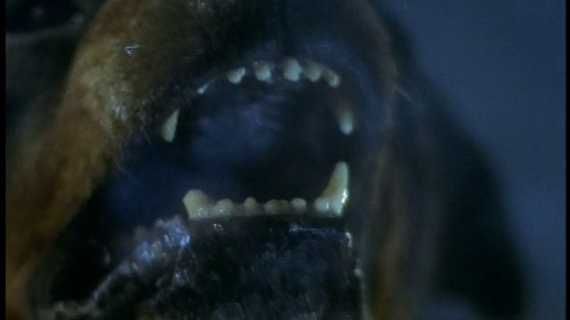 慢动作极端近距离拍摄罗威纳犬的嘴在晚上对着摄像机吠叫/蒸汽从嘴视频下载