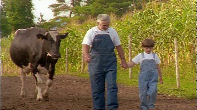 男孩+爷爷拉着手+走在土路上，后面跟着奶牛视频下载